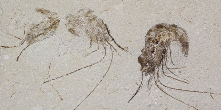 Cretaceous Fossil Shrimp Carpopenaeus - Lebanon #22867